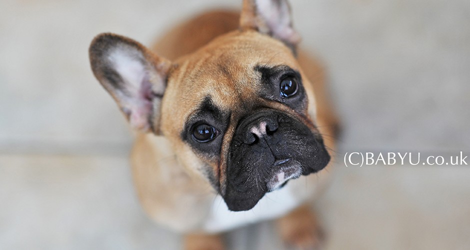 Pet Photographer, French Bulldog Photograph